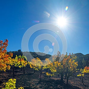 Gran Canaria, autumnal fruit garden in Las Cumbres, highest ares