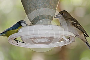 Gran Canaria blue chaffinch Fringilla polatzeki female right and Canary Island blue tit Cyanistes teneriffae left.