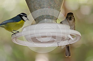 Gran Canaria blue chaffinch Fringilla polatzeki female right and Canary Islands blue tit Cyanistes teneriffae left.