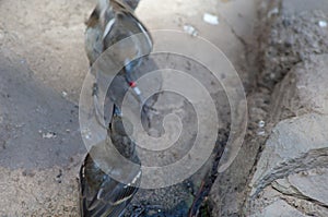 Gran Canaria blue chaffinches Fringilla polatzeki on a rock.