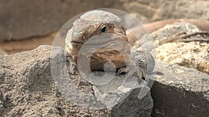 Gran Canaria giant lizard