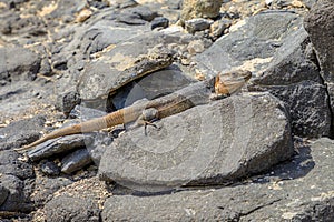 Gran Canaria giant lizard