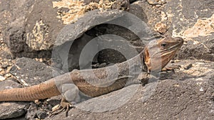 Gran Canaria giant lizard