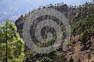 Gran Canaria, landscape of the central montainous part of the island, Las Cumbres, ie The Summits, hiking route to Altavista