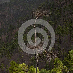 Gran Canaria, landscape of the central montainous part of the island, Las Cumbres, ie The Summits, hiking route to Altavista photo
