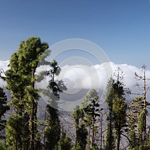 Gran Canaria, landscape of the mountainous part of the island in the Nature Park Tamadab