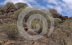 Gran Canaria, landscape of the southern part of the island along Barranco de ArguineguÃÂ­n steep and deep ravine photo