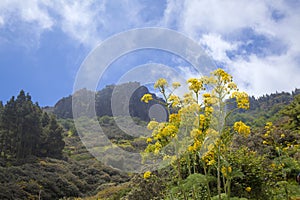 Gran Canaria in May photo