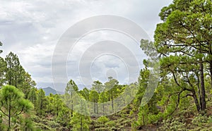 Gran Canaria, Nature Park Tamadaba photo