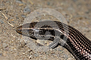 Gran Canaria Skink - Chalcides sexlineatus
