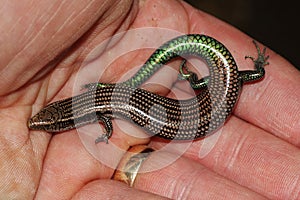 Gran Canaria Skink - Chalcides sexlineatus