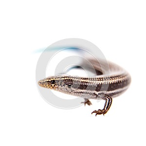 Gran Canaria skink, on white