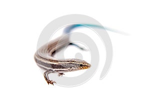 Gran Canaria skink, on white