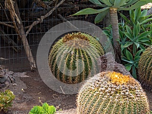 Cactuses at Cocodrilo Park, Gran Canaria photo