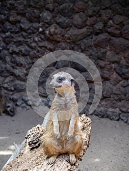 Meerkat at Cocodrilo Park, Gran Canaria photo