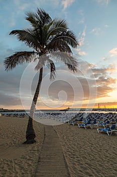 GRAN CANARIA, SPAIN - DECEMBER 10, 2017: Plank walk between palm tree and sunbeds at Puerto Rico Beach in Gran Canaria