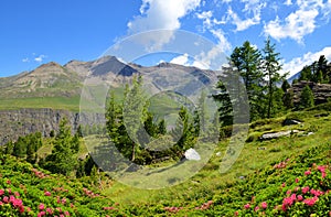 Gran Paradiso National Park. Aosta Valley, Italy.