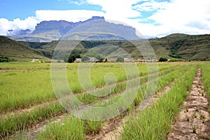 Gran Sabana, Venezuela