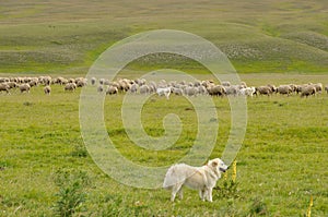 Gran sasso national park dog and sheep