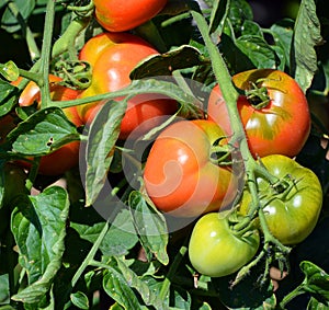 Granadero F1 is an intermediate plum tomato