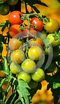 Granadero F1 is an intermediate plum tomato