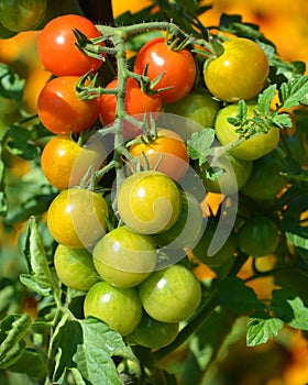 Granadero F1 is an intermediate plum tomato