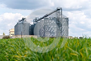 Granary elevator, silver silos on agro manufacturing plant for processing drying cleaning and storage of agricultural