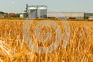 Granary and field with a wheat.