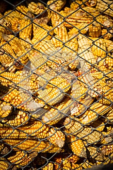Granary filled with corn cobs