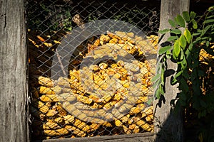 Granary filled with corn cobs