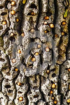 Granary tree filled by acorn woodpeckers with acorns in autumn, California photo