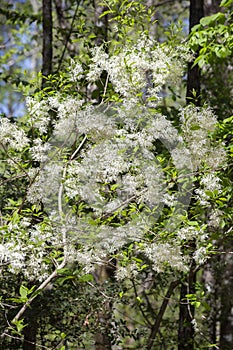 Grancy Graybeard Growing In Spring