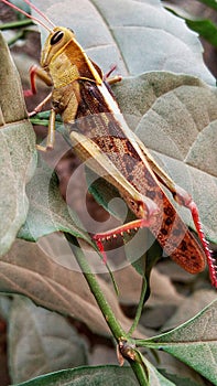 Grand African grasshopper