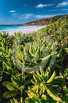 Grand Anse beach at La Digue island in Seychelles. White sandy beach with blue ocean lagoon. Green defocused foliage