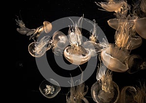 The Grand Aquarium in Ocean Park, Hong Kong