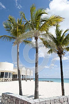 Grand Bahama Island Lucaya Beach Palms