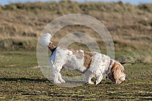 Grand Basset Griffon Vendeen hound dog picking up the scent photo