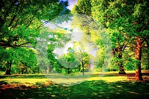 Grand Beautiful Forest or Park Scene - Dramatic Lighting - Trees and Sun Beams