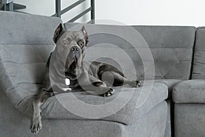 Grand cane corso grey color lies on sofa like a king