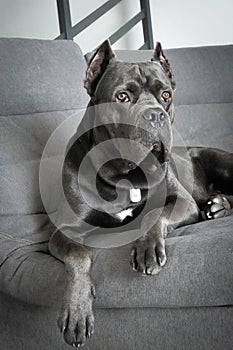 Grand cane corso grey color lies on sofa like a king