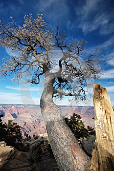 Grand canyon