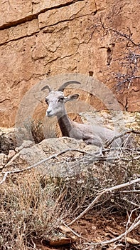 Grand Canyon - Adult desert bighorn sheep (Ovis canadensis) sitting in Indian Garden, along Bright Angel trail, Arizona, USA