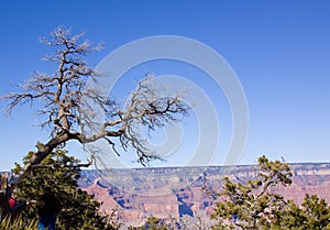 Grand Canyon Arizona dead tree