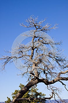 Grand Canyon Arizona dead tree