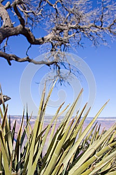 Grand Canyon Arizona dead tree