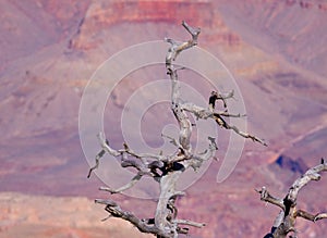 Grand Canyon Arizona dead tree