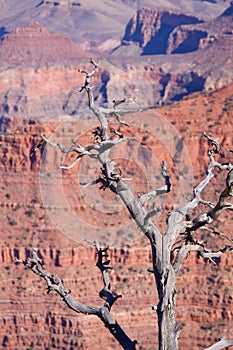 Grand Canyon Arizona dead tree