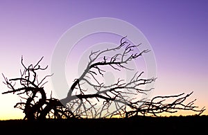 Grand Canyon Arizona dead tree