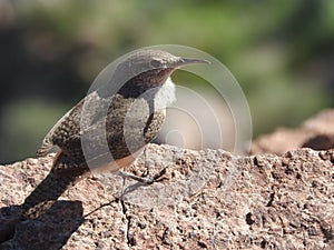 Grand Canyon bird photo