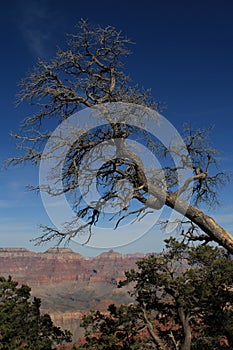 Grand Canyon dead tree on rim